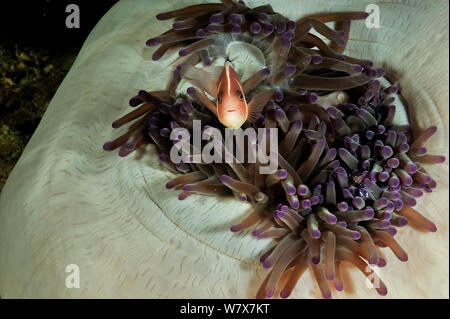 Rosa (anemonefish Amphiprion perideraion) nel magnifico mare (anemone Heteractis magnifica) con Holthuis commensali di gamberetti Periclimenes holthuisi) Filippine. Mare di Sulu. Foto Stock