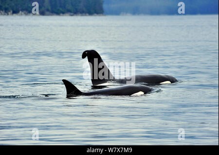 Orca maschio / balena killer (Orcinus orca) con un andamento curvo pinna dorsale e femmina alla superficie, vicino alla costa, Alaska, Stati Uniti d'America. Golfo di Alaska, Oceano Pacifico. Foto Stock