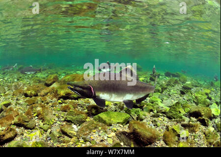 Humpback / rosa salmone (Oncorhynchus gorbuscha) migrazione fino al fiume spawn, Alaska, Stati Uniti d'America. Foto Stock