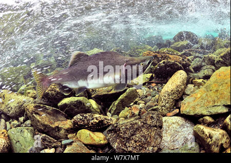 Humpback / rosa salmone (Oncorhynchus gorbuscha) migrazione fino al fiume spawn, Alaska, Stati Uniti d'America. Foto Stock