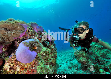 Sommozzatore guardando il magnifico attinie (Heteractis magnifica) con Maldive anemonefish (Amphiprion nigripes) su di una scogliera di corallo, Maldive. Oceano Indiano. Aprile 2011. Foto Stock