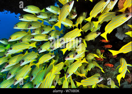 Scuola di Bluelined / Bluestriped lutiani (Lutjanus kasmira) Maldive. Oceano Indiano. Foto Stock