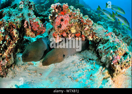 Due murene giganti (Gymnothorax javanicus) proveniente dal Loro burrows sulla barriera corallina, con sweetlips orientali (Plectorhinchus orientalis) sullo sfondo, Maldive. Oceano Indiano. Foto Stock