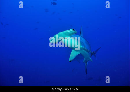 Dentellata (a testa di martello Sphyrna lewini), Cocos Island , Costa Rica. Oceano Pacifico. Foto Stock