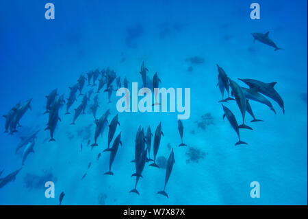 Gruppo di Spinner (delfini Stenella longirostris) Egitto. Mar Rosso. Foto Stock