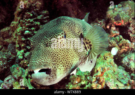 Pufferfish gigante (Arothron stellatus), Manado, Indonesia. Sulawesi Mare. Foto Stock