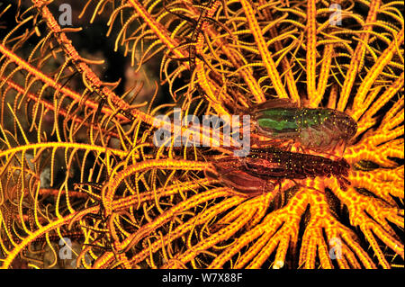 Due Stimpson snapping di gamberetti (Synalpheus stimpsoni) in un crinoide / feather star, Manado, Indonesia. Sulawesi Mare. Foto Stock