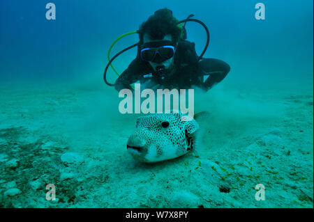 Subacqueo con pufferfish gigante (Arothron stellatus) Mayotte. Oceano Indiano. Febbraio 2010. Foto Stock