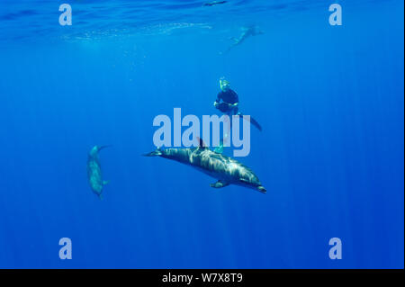 I delfini (tursiops truncatus) nuoto in acque aperte con due snorkelling intorno a loro, Isola di Reunion. Oceano Indiano. Ottobre 2009. Foto Stock