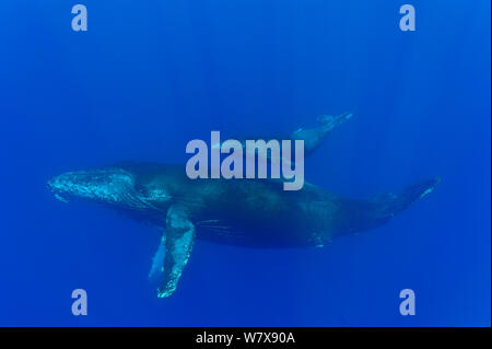 Femmina Humpback Whale (Megaptera novaeangliae) con il suo vitello in acque aperte, Isola di Reunion. Oceano Indiano. Foto Stock