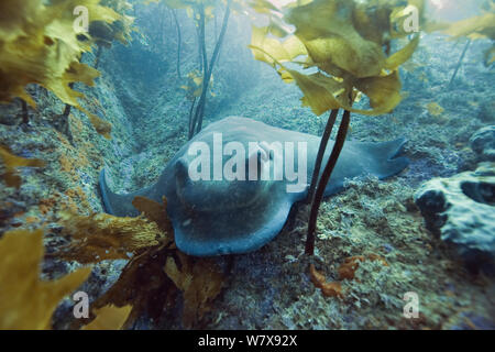 Cowray / Australian bull ray (Myliobatis australis), Tre Re isole, Nuova Zelanda. Oceano Pacifico. Foto Stock