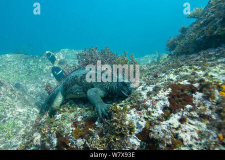 Iguana marina (Amblyrhynchus cristatus) pascolare sulle alghe, Galapagos. Oceano Pacifico. Foto Stock