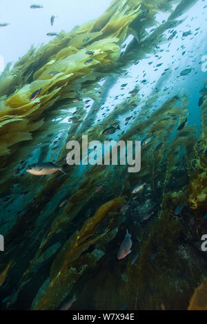 Foresta di Kelp (Macrocystis pyrifera), California, Stati Uniti d'America. Oceano Pacifico. Foto Stock