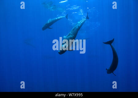 Gruppo di corto-alettato balene pilota (Globicephala macrorhynchus) vicino alla superficie, Costa Rica. Oceano Pacifico. Foto Stock