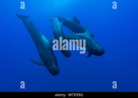 Gruppo di corto-alettato balene pilota (Globicephala macrorhynchus) in acque aperte, può essere tutta la famiglia con il maschio e la femmina e i vitelli, Costa Rica. Oceano Pacifico. Foto Stock