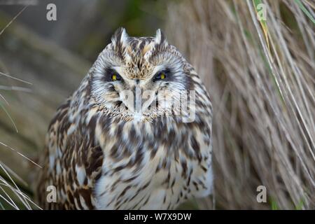 Corto-eared gufo comune (asio flammeus), Breton Marsh , Francia , febbraio. Foto Stock