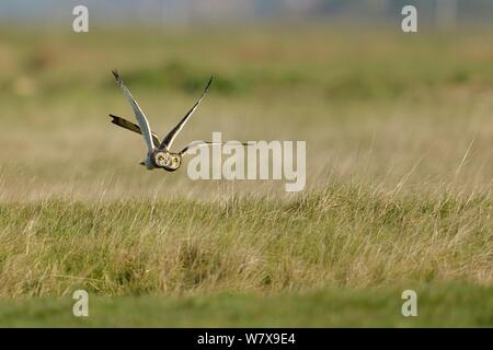 Corto-eared owls (asio flammeus) in volo, Breton Marsh , Francia , febbraio. Foto Stock