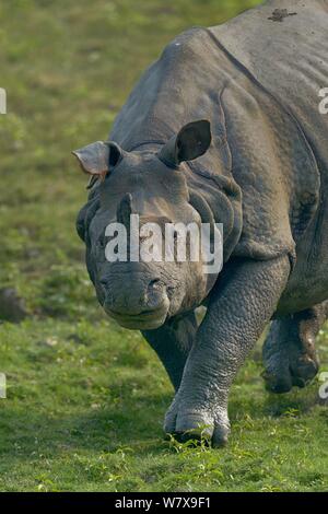 Rinoceronte indiano (Rhinoceros unicornis) passeggiate, il Parco Nazionale di Kaziranga, Assam, India. Foto Stock