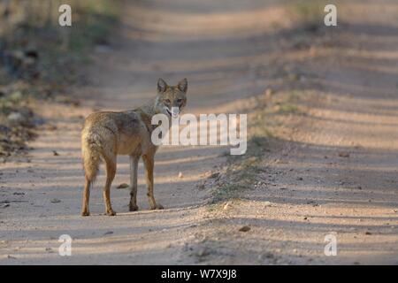 Golden jackal (Canis aureus) avviso permanente sulla via, Pench National Park, Madhya Pradesh, India. Foto Stock