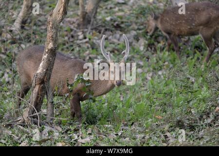 Porco indiano (cervi Axis porcinus), maschio. Il Parco Nazionale di Kaziranga, Assam, India. Foto Stock