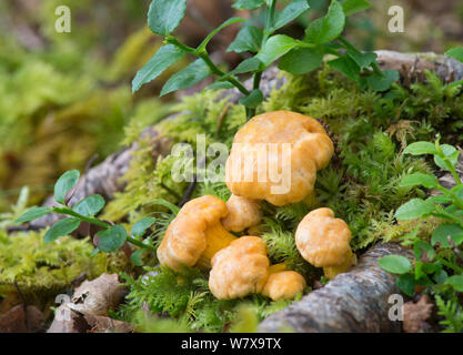 Chanterelle funghi Cantharellus cibarius), Torriodon, Scozia, Giugno. Foto Stock