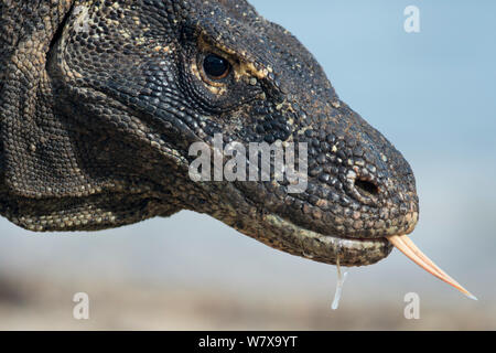 Close-up di drago di Komodo (Varanus komodoensis) faccia con la lingua di fuori e la saliva che gocciola dalla sua bocca, il Parco Nazionale di Komodo, Indonesia. Foto Stock