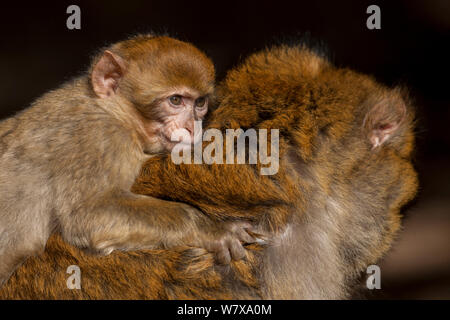 Giovani Barbary macaque (Macaca sylvanus) sulla sua madre&#39;s indietro, Medio Atlante, Marocco. Foto Stock