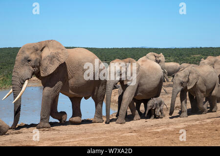 L'elefante africano (Loxodonta africana) allevamento materna con vitello neonato camminando lungo un waterhole, Addo Elephant National Park, Sud Africa, Febbraio Foto Stock