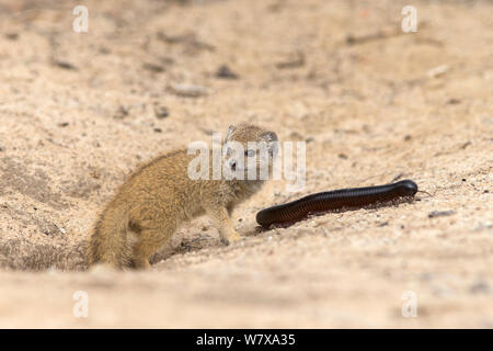 Baby giallo (mongoose Cynictis penicillata) con il gigante millipedes (Archispirostreptus gigas) da mongoose burrow ingresso, Kgalagadi Parco transfrontaliero, Northern Cape, Sud Africa, Febbraio Foto Stock