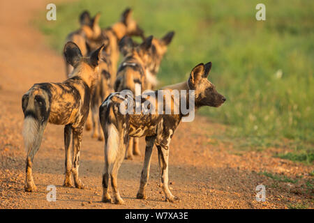 Pack di African cani selvatici (Lycaon pictus) sul prowl, Madikwe Game Reserve, nord ovest della provincia, Sud Africa, Febbraio Foto Stock