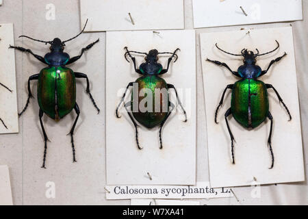 Foresta di cacciatori di caterpillar (Calosoma sycophanta) esemplari del museo, Tyne and Wear archivi e musei Foto Stock