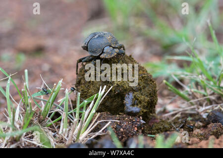 Dung beetle (Scarabaeidae) stampaggio di palla fuori della zebra (Equus quagga burchelli) Sterco, Parco Nazionale di Pilanesberg, nord ovest della provincia, Sud Africa, Febbraio 2014 Foto Stock