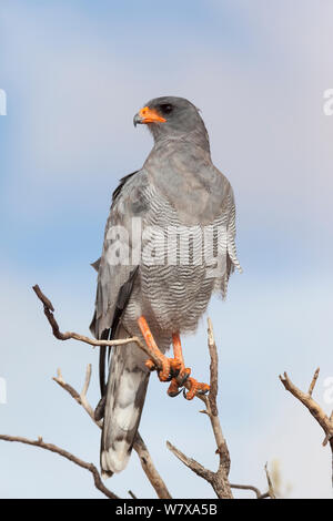 Pallido meridionale salmodiare astore (Melierax canorus), Kgalagadi Parco transfrontaliero, Sud Africa, Gennaio Foto Stock