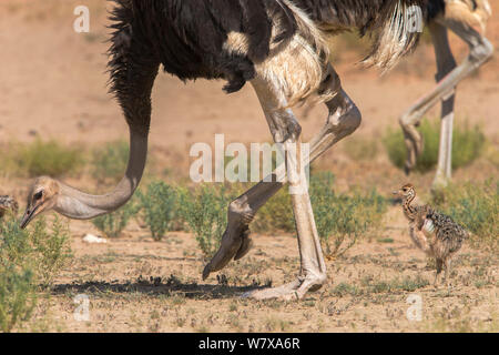 (Struzzo Struthio camelus) femmina rovistando con pulcino, Kgalagadi Parco transfrontaliero, Northern Cape, Sud Africa, Gennaio Foto Stock