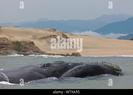 Balena Franca Australe (Eubalaena australis) molto vicino ad una spiaggia. Praia da Gamboa, entro il diritto di balena Area di protezione ambientale, Santa Catarina, Brasile, Settembre. Foto Stock