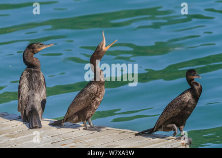 Neotropic cormorano (Phalacrocorax brasilianus), Santa Catarina, Brasile, Settembre. Foto Stock