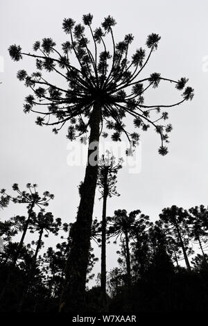 Parana pine (Araucaria angustifolia) foresta, Santa Catarina, Brasile, Settembre. In pericolo critico. Foto Stock