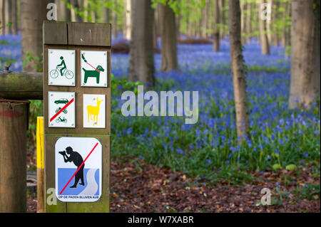 Bluebells (Hyacinthoides non scripta) in fiore nel bosco di faggio con segno fotografi di avvertimento a non lasciare il percorso. Hallerbos / Halle foresta, Belgio, Aprile. Foto Stock