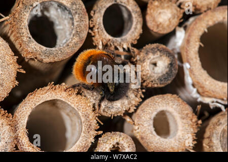 Mason bee / builder bee (Osmia cornuta) laden con il polline e il nettare, immettendo il nido in man-made &#39;hotel insetto&#39; per le api solitarie. Belgio, Aprile. Foto Stock