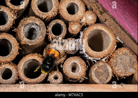 Mason bee / builder bee (Osmia cornuta) laden con il polline e il nettare, immettendo il nido in man-made &#39;hotel insetto&#39; per le api solitarie. Belgio, Aprile. Foto Stock