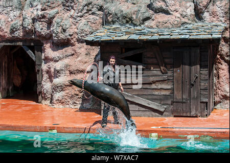 Il leone marino della California (Zalophus californianus) saltando attraverso hoop detenute dal trainer durante la mostra, Cabarceno parco naturale, Penagos Cantabria, Spagna, maggio 2014. Captive, avviene in Canada, Messico e Stati Uniti. Foto Stock