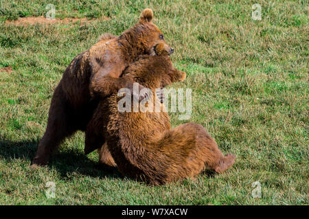 Eurasian l'orso bruno (Ursus arctos arctos) combattimenti, Cabarceno Park, Cantabria, Spagna, maggio. Captive, avviene nel Nord Europa e Russia. Foto Stock