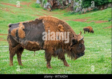 Il bisonte europeo / wisent (Bison bonasus) moulting, Cabarceno Park, Cantabria, Spagna, maggio. Captive, avviene in Polonia, Lituania, Bielorussia, Russia, Ucraina e Slovacchia. Foto Stock
