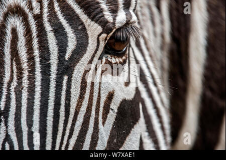 Grevy&#39;s zebra (Equus grevyi) vicino fino alla testa. Cabarceno Park Cantabria, Spagna. Captive, avviene in Kenya e in Etiopia. Foto Stock