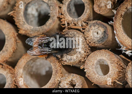 Mason bee / builder bee (Osmia cornuta) a man-made &#39;hotel insetto&#39; per le api solitarie, nido di tenuta cavità con fango, Belgio, Aprile. Foto Stock