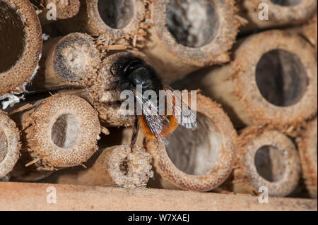 Mason bee / builder bee (Osmia cornuta) a man-made &#39;hotel insetto&#39; per le api solitarie, nido di tenuta cavità con fango, Belgio, Aprile. Foto Stock