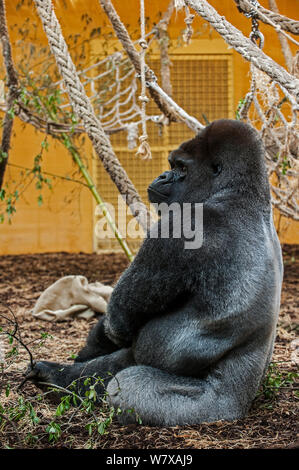 Pianura occidentale (gorilla Gorilla gorilla Gorilla Silverback) maschio nel contenitore interno, Cabarceno Park Cantabria, Spagna. Captive, avviene in Camerun, Repubblica centrafricana, Congo, Gabon, Guinea equatoriale, e l enclave di Cabinda dell'Angola. Foto Stock