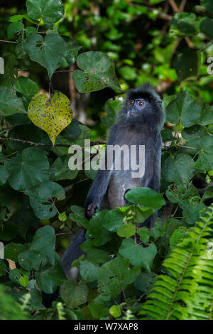 Argentato / argento-leaf langur (Trachypithecus cristatus) seduta di vegetazione guardando intensamente altri scontri. Bako National Park, Sarawak, Borneo Malese. Foto Stock