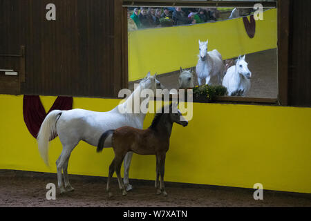 Arabo puro fattrici e puledri esecuzione in arena durante il prigioniero&#39;s cinquecentesimo anniversario. Marbach National Stud, Alpi sveve, vicino a Reutlingen, nel Baden-Württemberg, Germania. Maggio 2014. Foto Stock