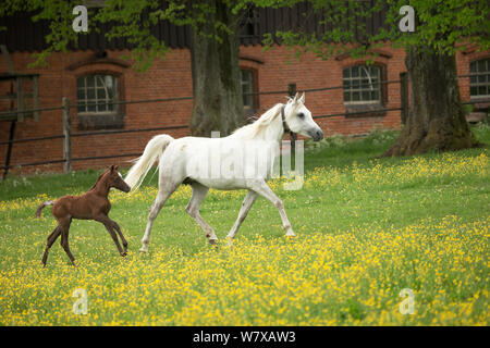 Un arabo puro per il mare e il suo puledro trotto. Marbach National Stud, Alpi sveve, vicino a Reutlingen, nel Baden-Württemberg, Germania, maggio. Foto Stock